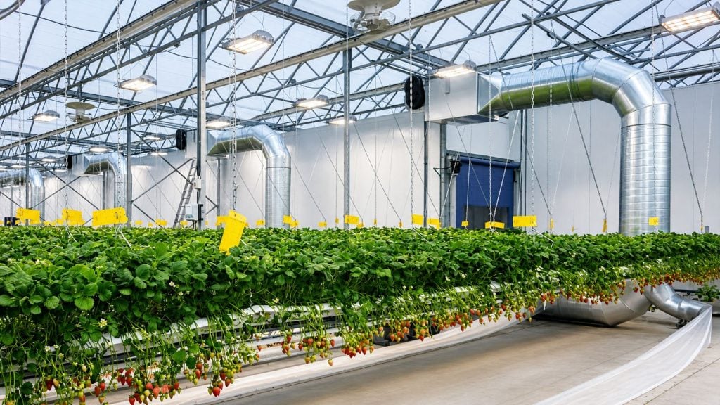 Culture hydroponique de fraises dans une serre moderne avec ventilation industrielle