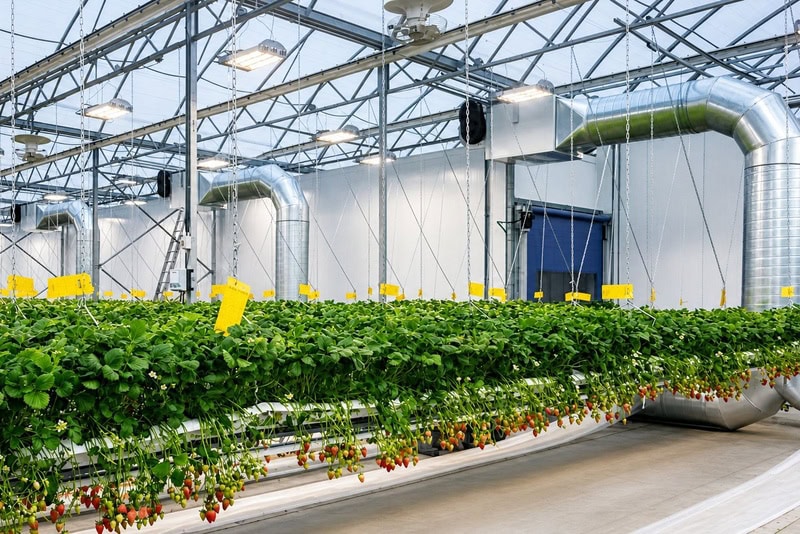 Serre hydroponique moderne avec plants de fraises suspendus et système de ventilation industriel