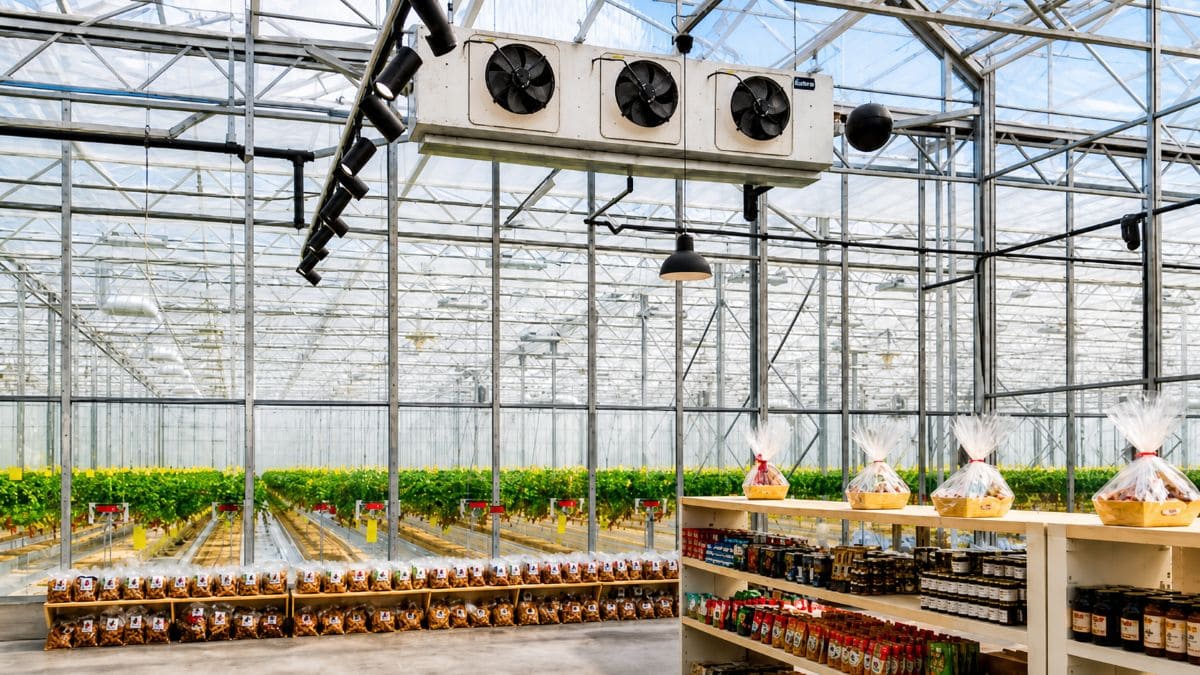 Intérieur d'une serre commerciale avec rangées de plants de tomates et étagères de produits alimentaires emballés